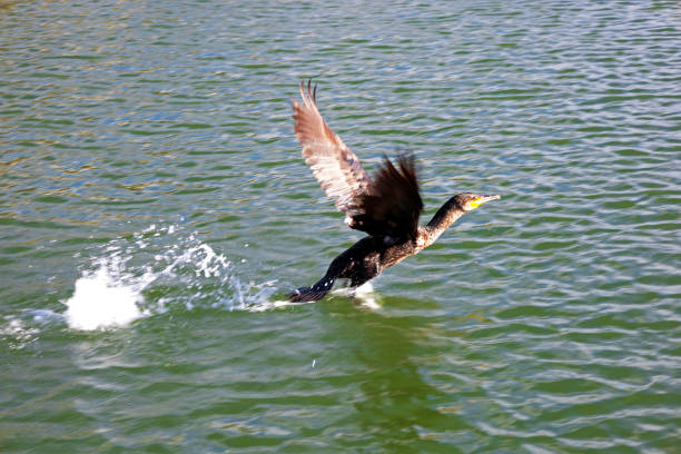 A cormorant taking flight over the water. Ria de Aveiro in Aveiro, Portugal