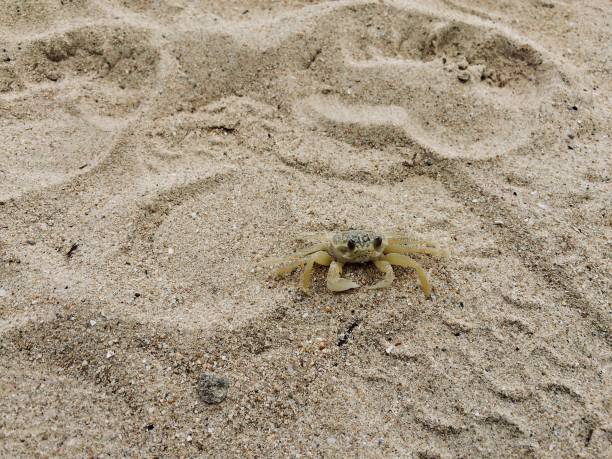 istock A Little crab on the beach 2202871131