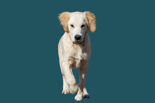 istock Adorable puppy dog. 2202871806