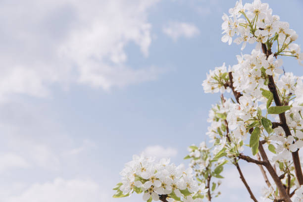 istock White flowers blooming on branch against blue sky in Spring 2202872136