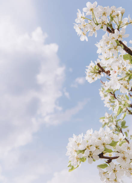 White flowers blooming on branch against blue sky with clouds in spring, representing renewal, growth, and beauty of nature