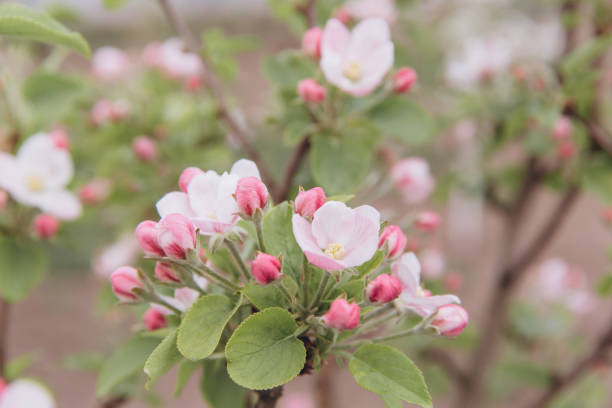 Beautiful apple tree branch blooming with pink and white flowers in spring, a symbol of renewal and growth