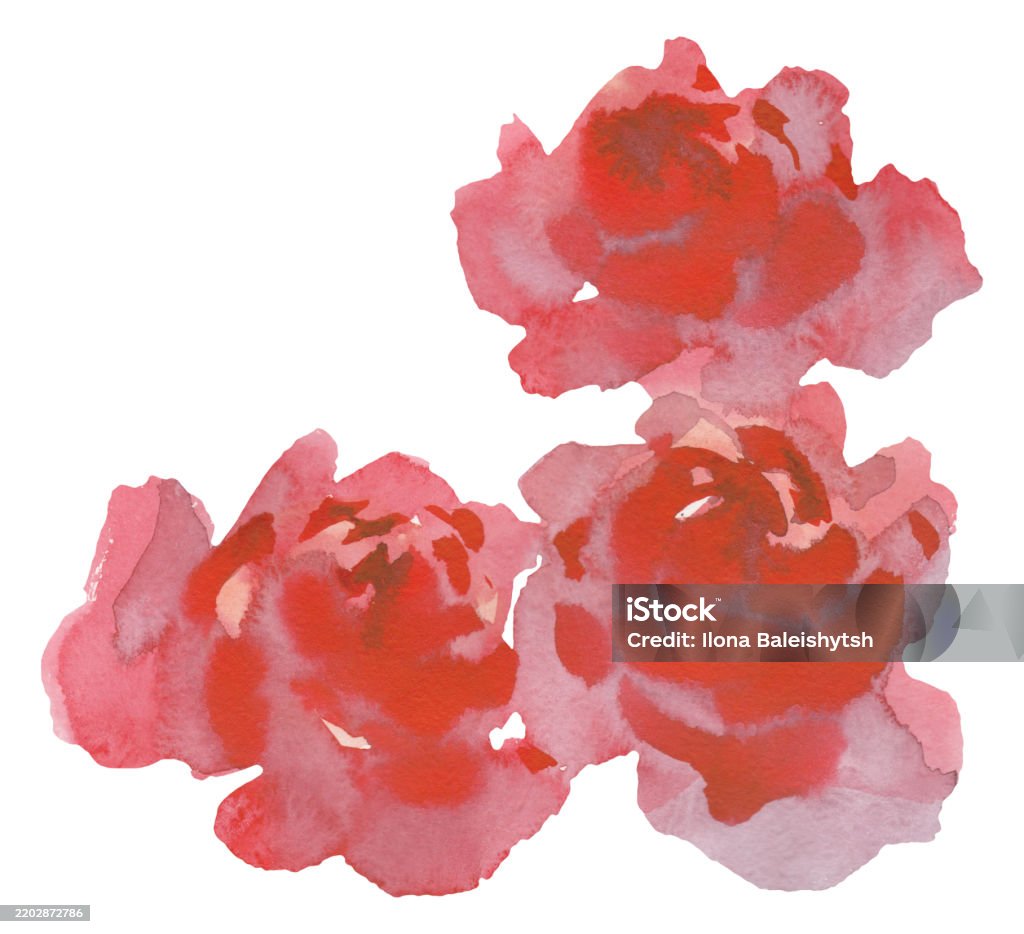 Less Roses 3 No Leave Three Large Red Roses Without Leaves Stock Illustration - Download ...