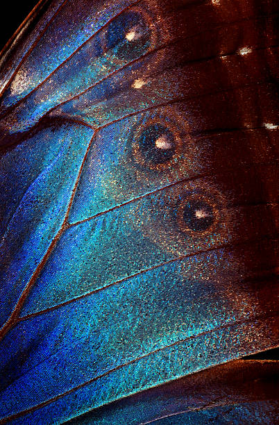 istock Wings of a butterfly Morpho texture background. Morpho butterfly. Selective focus 2202874916