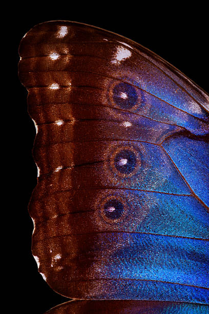 istock Wings of a butterfly Morpho texture background. Morpho butterfly. 2202875020