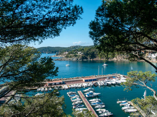 View between pine trees from the coastal path