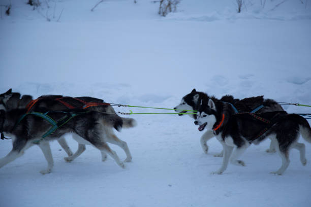 istock Huskies in harness. Running huskies in a pack. 2202875547