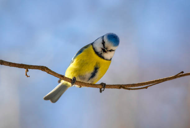 istock blue tit bird singing in spring park against blue sky 2202875823