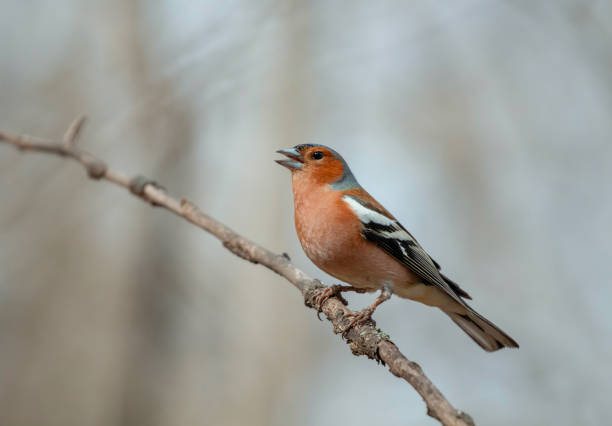 istock spring bird chaffinch male singing in park sitting on tree branch 2202875825
