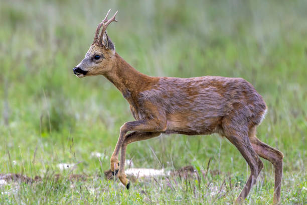 istock the wild ride of the deer 2202875887