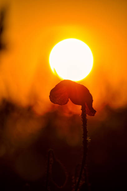 In every poppy  season i search to make unique photos