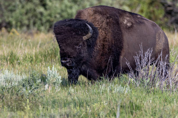 istock bison of Great Teton National Park 2202876602