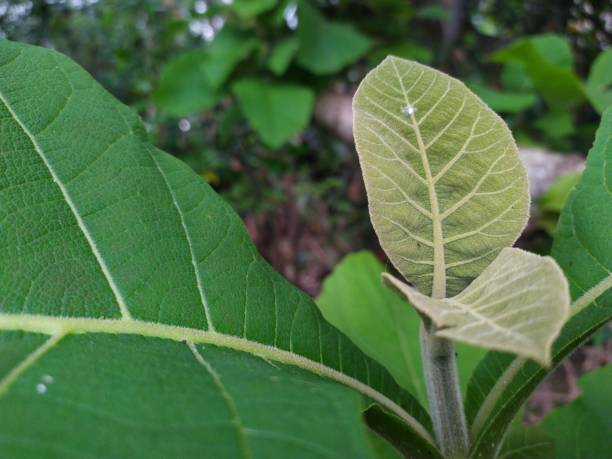 Teak leaves grow on trees that are only one year old, usually requiring trees that are tens of years old before the wood can be used for house building materials.