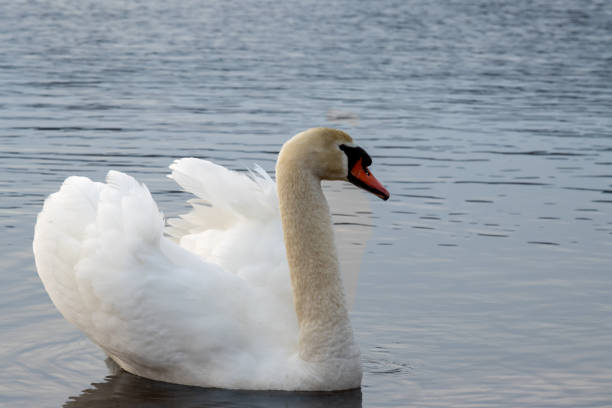 White adult swan in the water of a pond (dam) Lipno. Calm water in the early winter evening. Horni Plana, Czech repbulic.