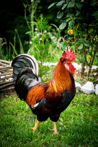 istock 