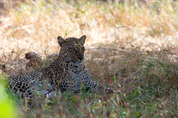 Close up of South African leopard facing camera and lying on rock in wildlife reserve.