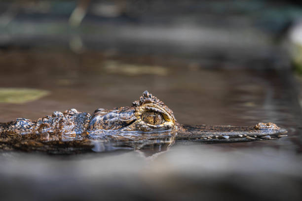 istock Crocodile Eye Emerging from Water - Stealth and Survival 2202881691
