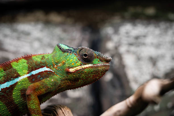 Chameleon isolated on white