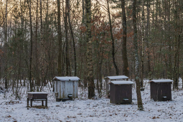 Forest landscape with wooden beehives covered with snow.