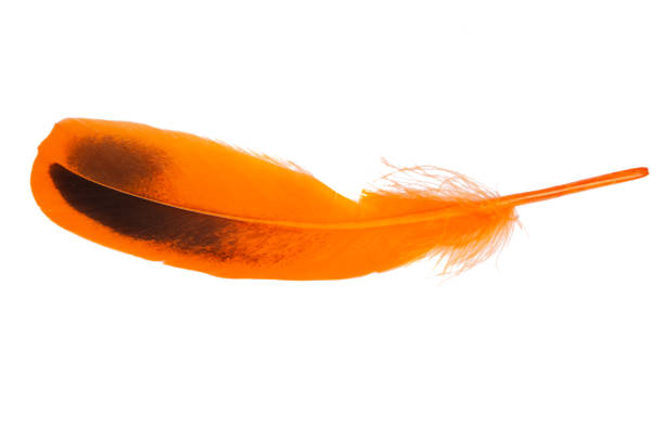 Beautiful orange bird feather isolated on white