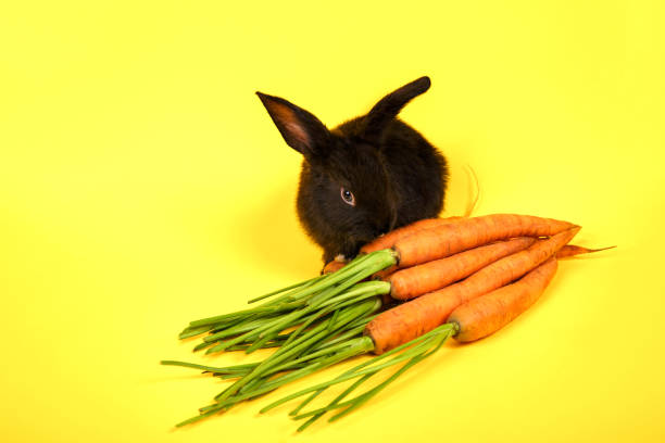 One black bunny sits and eats fresh carrots isolated on yellow background close-up. Farm vegetable. Concept of eco market. Mockup design with copy space. Vitamin food. Organic farming. Studio shot.