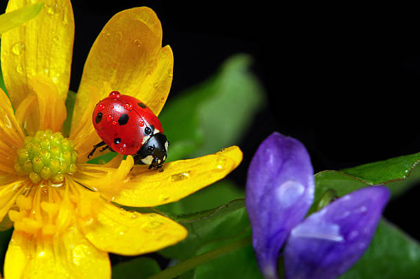 istock ladybug on flowers in water drops. ladybug and spring flowers 2202885329