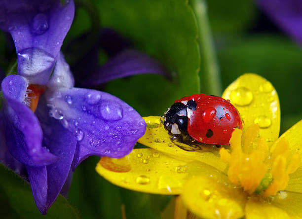 istock ladybug on flowers in water drops. ladybug and spring flowers 2202885346