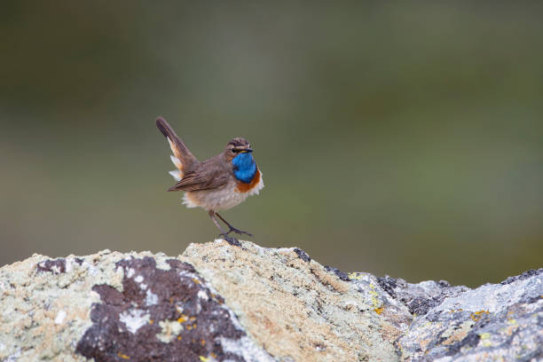 istock Bluethroat male perched on a rock with green background. 2202886084