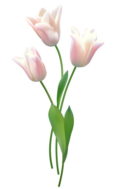 istock Tulip. Spring flowers. Floral background. Buds. Pink. Green leaves. Beautiful vector illustration of pink tulips on a white background. Bouquet. 2202886673