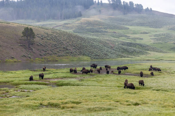 istock The valley of the buffalo 2202887336