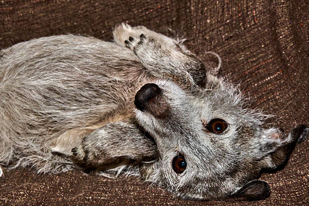 istock Scruffy dog lying on a brown couch looking at the camera 2202888015