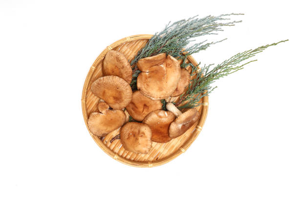 istock Raw shiitake mushrooms on a bamboo colander isolated on a white background. 2202888425
