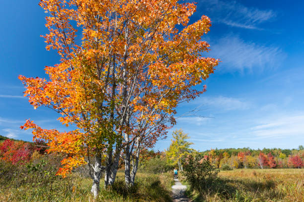 Three tourists hiking Jessup trail in Autumn, Acadia National Park, Maine, USA