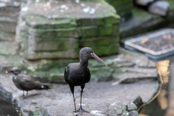 Isolated Close Up Plegadis Ridgwayi Bird At Amsterdam The Netherlands 2-11-2022