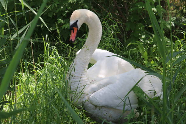istock A graceful white swan sits in the thick grass 2202893433