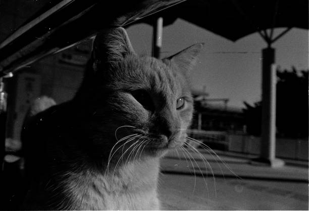 istock cats on film 2202895336