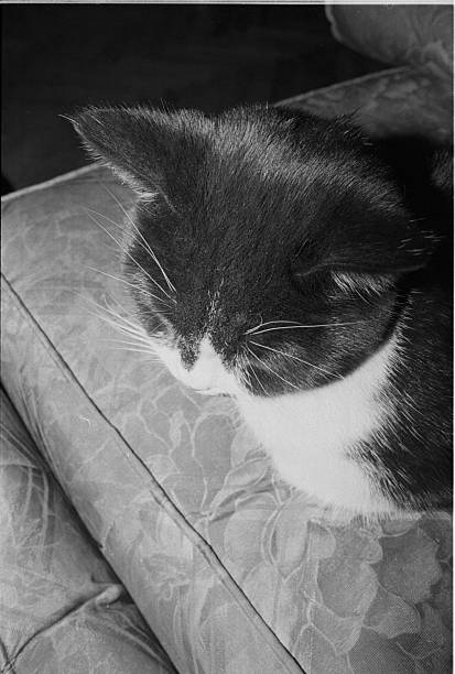 istock cats on film 2202895435