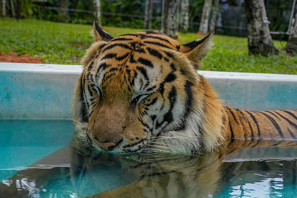 Tiger Kingdom in Phuket is a popular attraction in Thailand