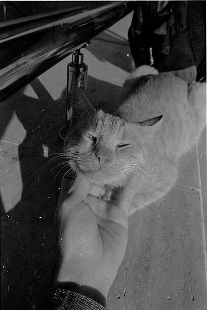 cats on film
