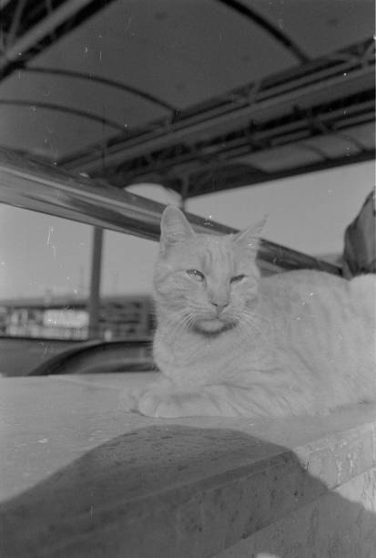istock cats on film 2202895715