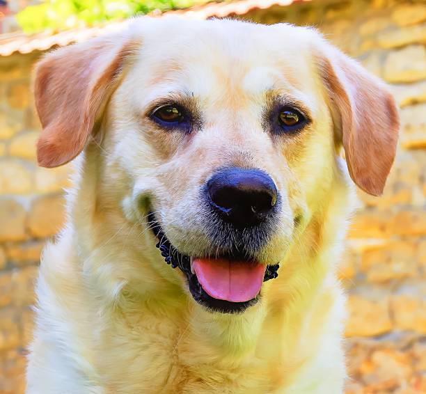 Portrait of a Labrador dog
