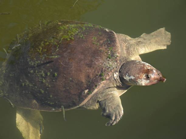 istock Florida Softshell Turtle (Apalone ferox) - swimming in a lake with small fish 2202897974