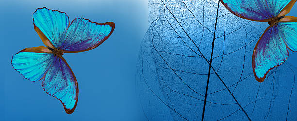 istock Natural blue background. bright blue tropical morpho butterflies and skeletonized leaves. copy space 2202899061