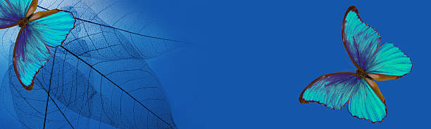 istock Natural blue background. bright blue tropical morpho butterflies and skeletonized leaves. copy space 2202899151
