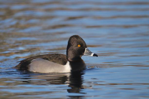 istock Closeup of a Ring-necked Duck (male) (aythya collaris) 2202900166