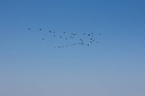 Landscape sky over the sea. flying birds in a flock