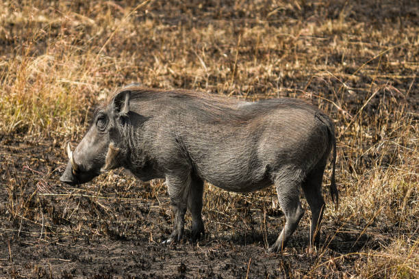 Warthog at the Serengeti National Park