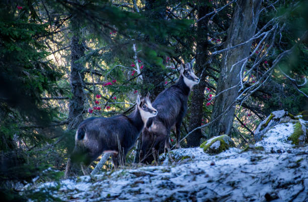 Two wild chamois roam a snowy forest, surrounded by evergreen trees and mossy rocks, blending harmoniously into the winter wilderness.