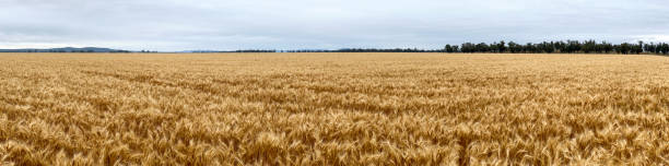 Western NSW Wheat Field Panorama