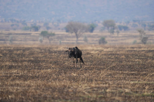Wildebeest at the Serengeti National Park